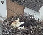 Capi_Dubne_20260606_054002.jpg