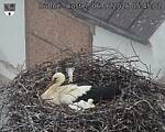 Capi_Dubne_20260606_054502.jpg