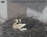 Capi_Dubne_20260606_055003.jpg