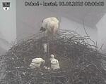 Capi_Dubne_20260606_060003.jpg
