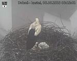 Capi_Dubne_20260606_061502.jpg