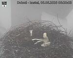 Capi_Dubne_20260606_062003.jpg