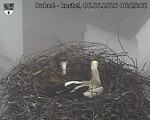 Capi_Dubne_20260606_062502.jpg