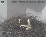 Capi_Dubne_20260606_063002.jpg