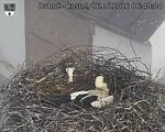 Capi_Dubne_20260606_064004.jpg