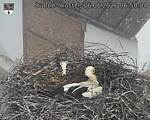 Capi_Dubne_20260606_065004.jpg