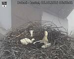 Capi_Dubne_20260606_065502.jpg