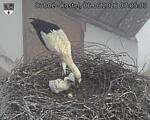 Capi_Dubne_20260606_070503.jpg