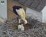 Capi_Dubne_20260606_073003.jpg