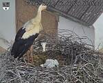 Capi_Dubne_20260606_073502.jpg