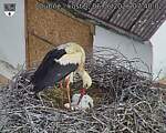 Capi_Dubne_20260606_074002.jpg