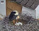 Capi_Dubne_20260606_075003.jpg