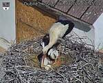 Capi_Dubne_20260606_084504.jpg