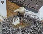 Capi_Dubne_20260606_090502.jpg