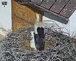 Capi_Dubne_20260606_093004.jpg