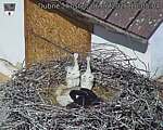 Capi_Dubne_20260606_100504.jpg