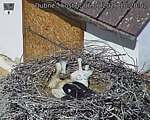 Capi_Dubne_20260606_102002.jpg