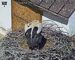 Capi_Dubne_20260606_102503.jpg