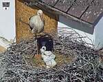 Capi_Dubne_20260606_104502.jpg