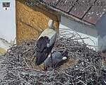 Capi_Dubne_20260606_114003.jpg
