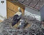 Capi_Dubne_20260606_121502.jpg