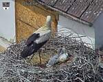 Capi_Dubne_20260606_123504.jpg