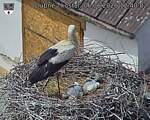 Capi_Dubne_20260606_124002.jpg