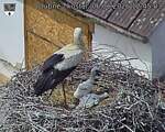 Capi_Dubne_20260606_124503.jpg