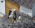 Capi_Dubne_20260606_125504.jpg