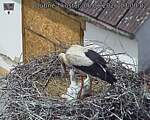 Capi_Dubne_20260606_130002.jpg