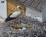 Capi_Dubne_20260606_130503.jpg