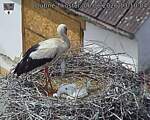 Capi_Dubne_20260606_131004.jpg