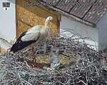 Capi_Dubne_20260606_131503.jpg