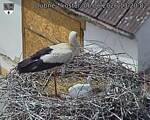 Capi_Dubne_20260606_132002.jpg