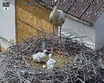 Capi_Dubne_20260606_133504.jpg