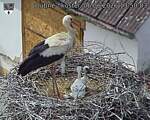 Capi_Dubne_20260606_135003.jpg