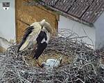 Capi_Dubne_20260606_140002.jpg