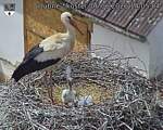 Capi_Dubne_20260606_140504.jpg