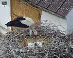 Capi_Dubne_20260606_141004.jpg