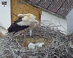 Capi_Dubne_20260606_141502.jpg
