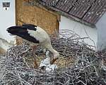 Capi_Dubne_20260606_142003.jpg