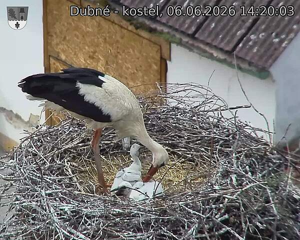Capi_Dubne_20260606_142003.jpg (1350&nbsp;x&nbsp;1080)