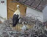 Capi_Dubne_20260606_142502.jpg