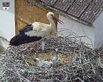 Capi_Dubne_20260606_143004.jpg