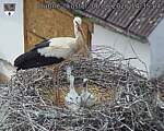 Capi_Dubne_20260606_143504.jpg