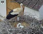 Capi_Dubne_20260606_145004.jpg