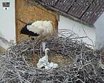 Capi_Dubne_20260606_145503.jpg