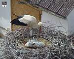 Capi_Dubne_20260606_150003.jpg
