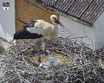 Capi_Dubne_20260606_151004.jpg