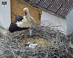 Capi_Dubne_20260606_152502.jpg